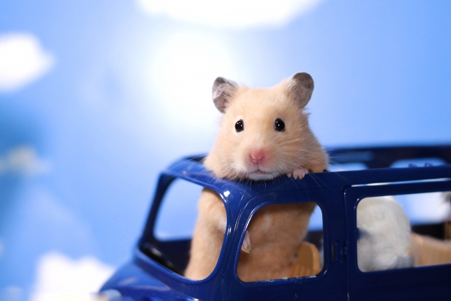 ネットで検索する猫